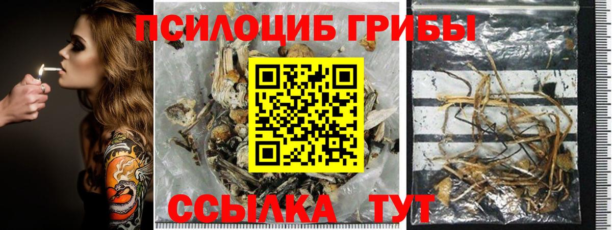Бердск  Галлюциногенные грибы Psilocybe  Вход с VPN 